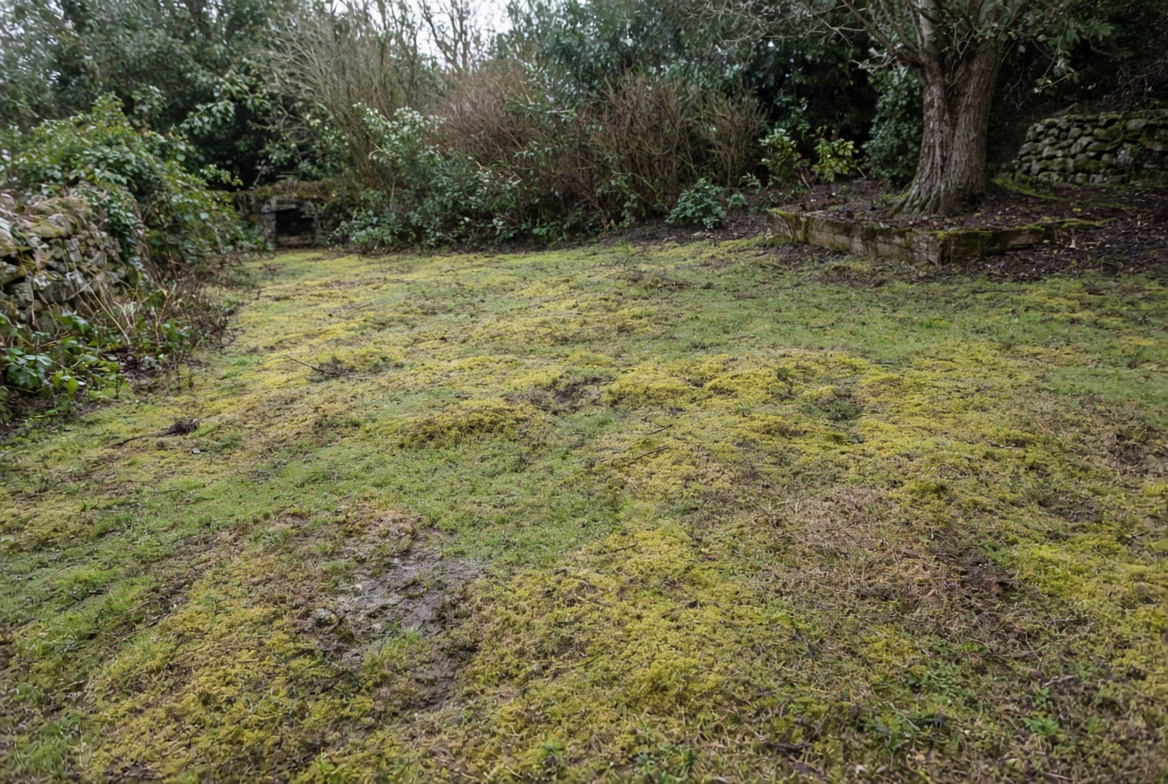 Mossy lawn before treatment